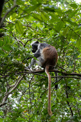 Red colobus monkey eating fruit in the trees of Jozani forrest Zanzibar