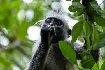 Red colobus monkey eating fruit in the trees of Jozani forrest Zanzibar