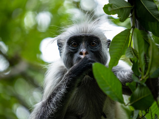 Red colobus monkey eating fruit in the trees of Jozani forrest Zanzibar