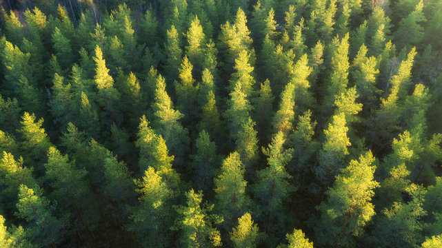 Healthy green trees in a forest of old spruce, fir trees in wilderness of a national park. Sustainable industry, ecosystem and healthy environment concepts and background. Aerial view.