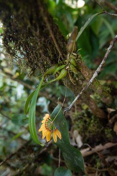 Cirrhopetalum retusiusculum or Bulbophyllum picturatum Scientific name, Yellow Orchid flowers bloom in rainforest south Thailand