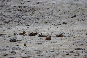 Fototapeta na wymiar Scottish red deer, Cervus elaphus, sitting/standing on snow covered moorland with hilly backdrop during a cold cloudy winters day in the cairngorms national park, scotland.