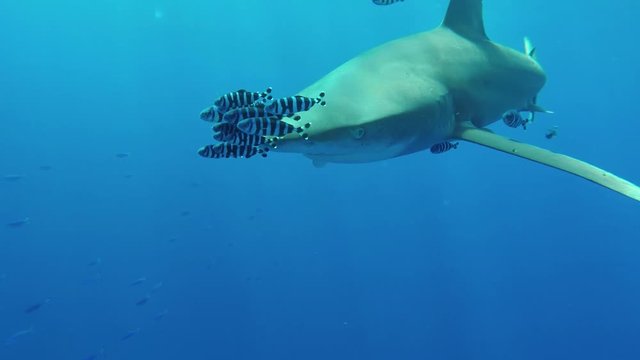 Ocean White Tip Shark swimming with pilot fish in blue waters