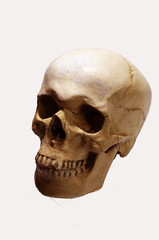 Skull model on a white background. Isolated on white.