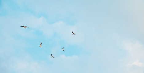 Fototapeta premium Flock gulls Birds fly in the morning sky