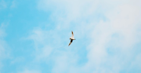 Single Bird flying overhead in blue cloudy sky