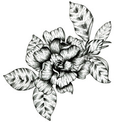 Graphic outline illustration of flowers. For design.