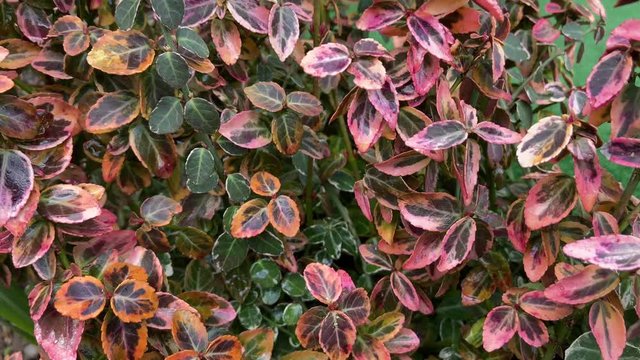 Wintercreeper or Fortune&rsquo;s spindle ( Fortune&rsquo; spindle) leaves tree change color to pink in winter - pink leaves texture 