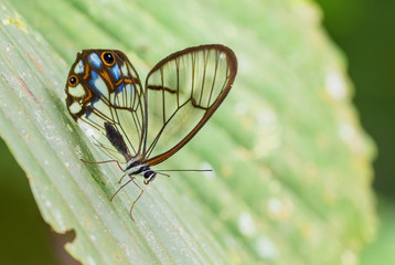 Hypaesia Satyr - Pseudohaetera hypaesia, special brushfoot butterfly with transparent wings from South America forests, eastern Andean slopes, Wild Sumaco lodge, Ecuador.
