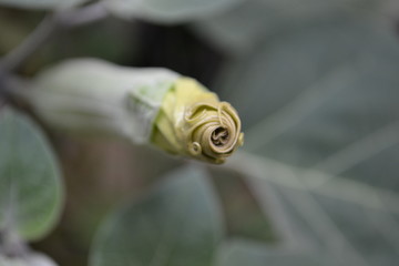 a long Bud ready to bloom