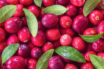 berries and cranberry leaves close-up. fresh ripe cranberries macro (filling the picture). textured background with cranberry berries and green leaves.