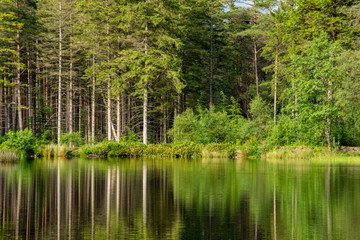 Green Trees Reflected in still water at Glencoe Lochan