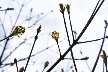 Nature easters background of the young spring leaves.