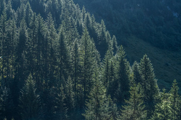 Beautiful swiss alps mountains.   forest