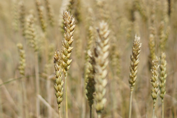 a field of wheat