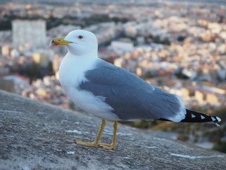seagull on rock against the backdrop of the city