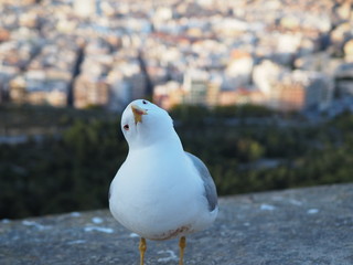surprised seagull on rock against the backdrop of the city