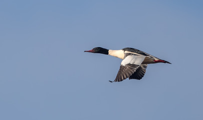 Goosander Flying