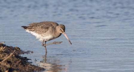 Black Tailed Godwit Wading in Water