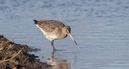 Black Tailed Godwit in Water