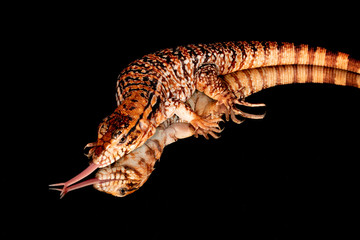 Brown and Red Lizard on mirrored surface
