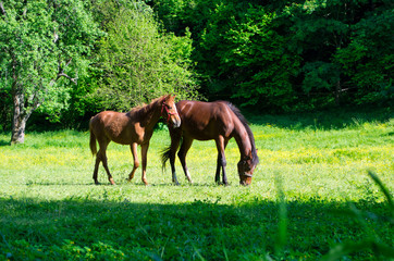 Fototapeta premium Horses on Pasture