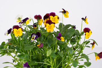 Mix of mini pansy flowers Viola cornuta (Jump Up, Mickey, White Blotch) on a white background,...