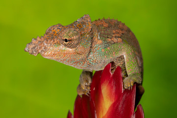 Fischer's chameleon on Red Plant