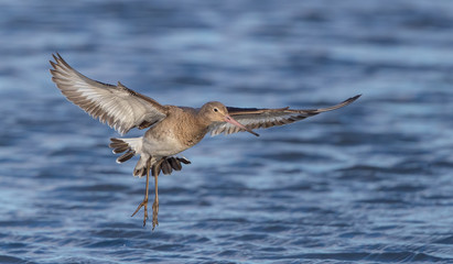 Black Tailed Godwit in Water