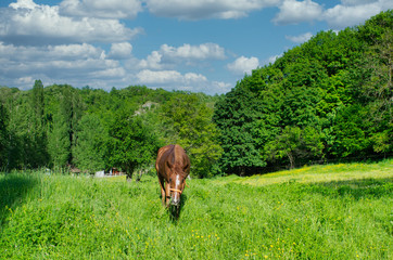 Calm Pasture