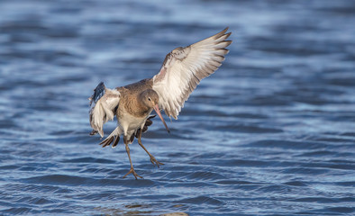 Black Tailed Godwit in Water