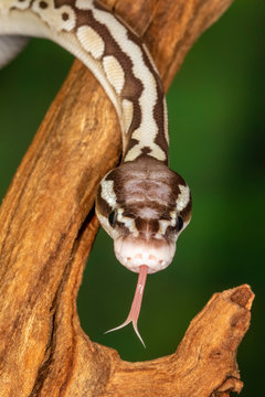 Young Sugar Morph Ball Python closeup	