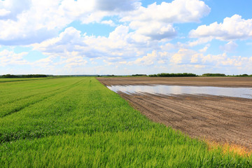 green wheat field against a blue sky