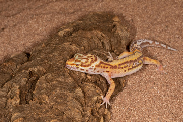 Gecko on tree and sand