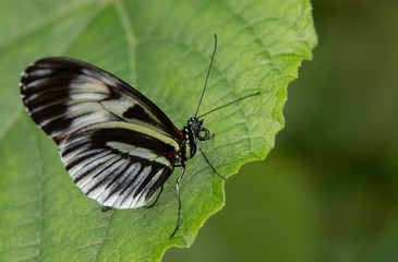 Fototapeta na wymiar Beautiful Closeup of a butterfly on the edge of a leaf