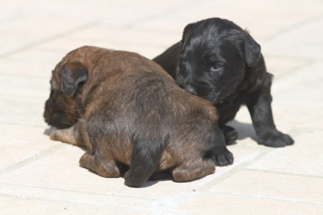 Adorable very young briard puppy shepherd dogs