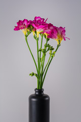 Freesia flower with beautiful pink blooms in a black clay vase on a light grey bacground