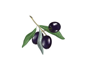 Olive oil with olive branch. Realistic 3d fruits of olives. Drop of olive oil splash.