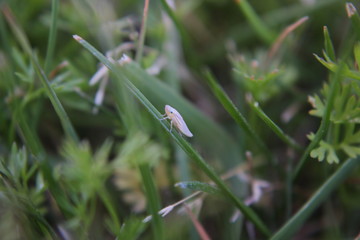 aphid with dandelion