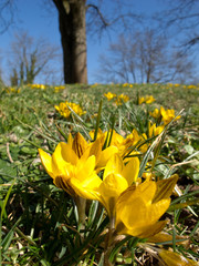 Close up of crocuses in a park