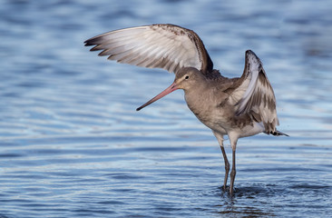 Black Tailed Godwit Wading in Water