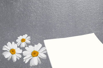 A blank sheet of paper and daisies on an empty wooden background