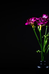 Freesia flower with beautiful pink blooms in a black clay vase on a dark grey / black bacground, studio shoot