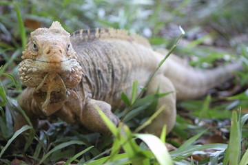 Iguana
