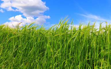 green wheat field against a blue sky