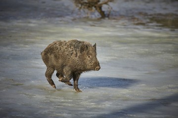 Wild boar (sus scrofa ferus) running on snow in forest.