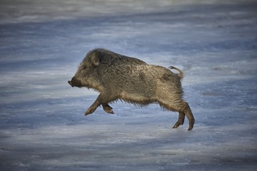 Wild boar (sus scrofa ferus) running on snow in forest.