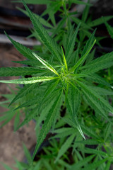 Close up Cultivation of Marijuana tree.