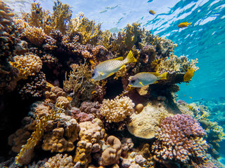 colorful corals and exotic fishes at the bottom of the Red sea. beautiful natural summer background