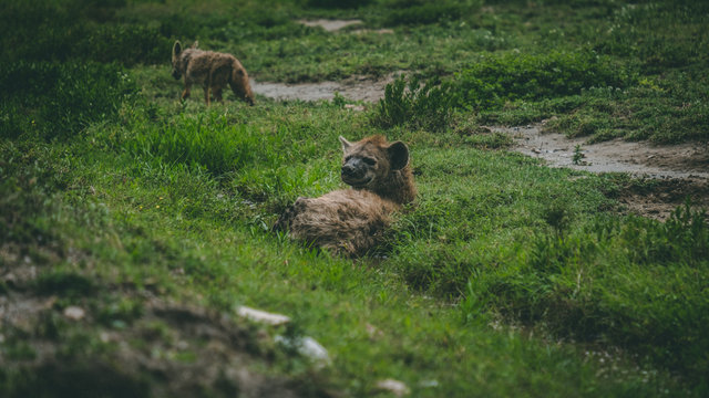 Hyena resting in the swamp in Serengeti national park Tanzania © LP Productions